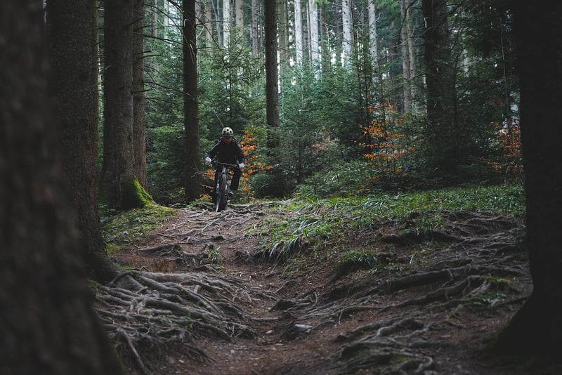 Adventure in the Forest